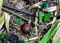Quantula