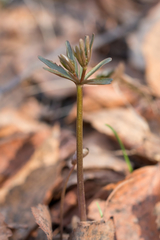 Ranunculus monophyllus