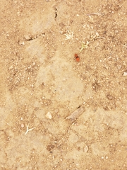 Sphaeropthalma unicolor