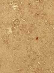 Sphaeropthalma unicolor