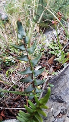 Pellaea calidirupium