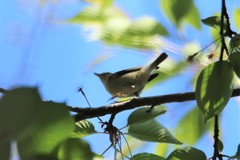 Phylloscopus proregulus