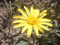 Haplocarpha lyrata