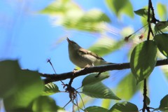 Phylloscopus proregulus