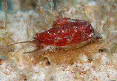 Haliotis clathrata