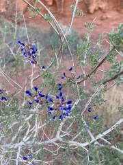 Psorothamnus arborescens