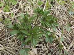 Ranunculus cassubicus