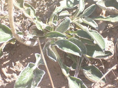 Haplocarpha lyrata