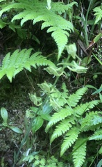 Platanthera stenoglossa