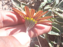Haplocarpha lyrata