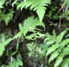 Platanthera stenoglossa