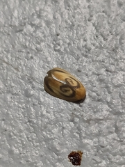 Trischalis subaurana