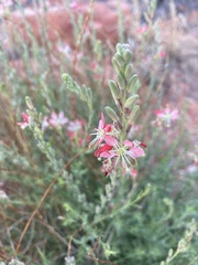 Oenothera suffrutescens