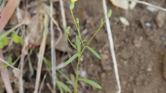 Malacothrix clevelandii