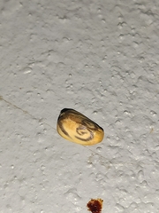 Trischalis subaurana