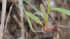 Malacothrix clevelandii