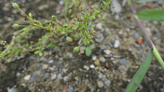 Sagina japonica