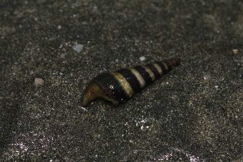 taxonomy_inaturalist image for Batillaria zonalis