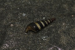 Batillaria zonalis