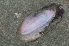 Hiatula