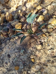 Euphorbia tuberosa