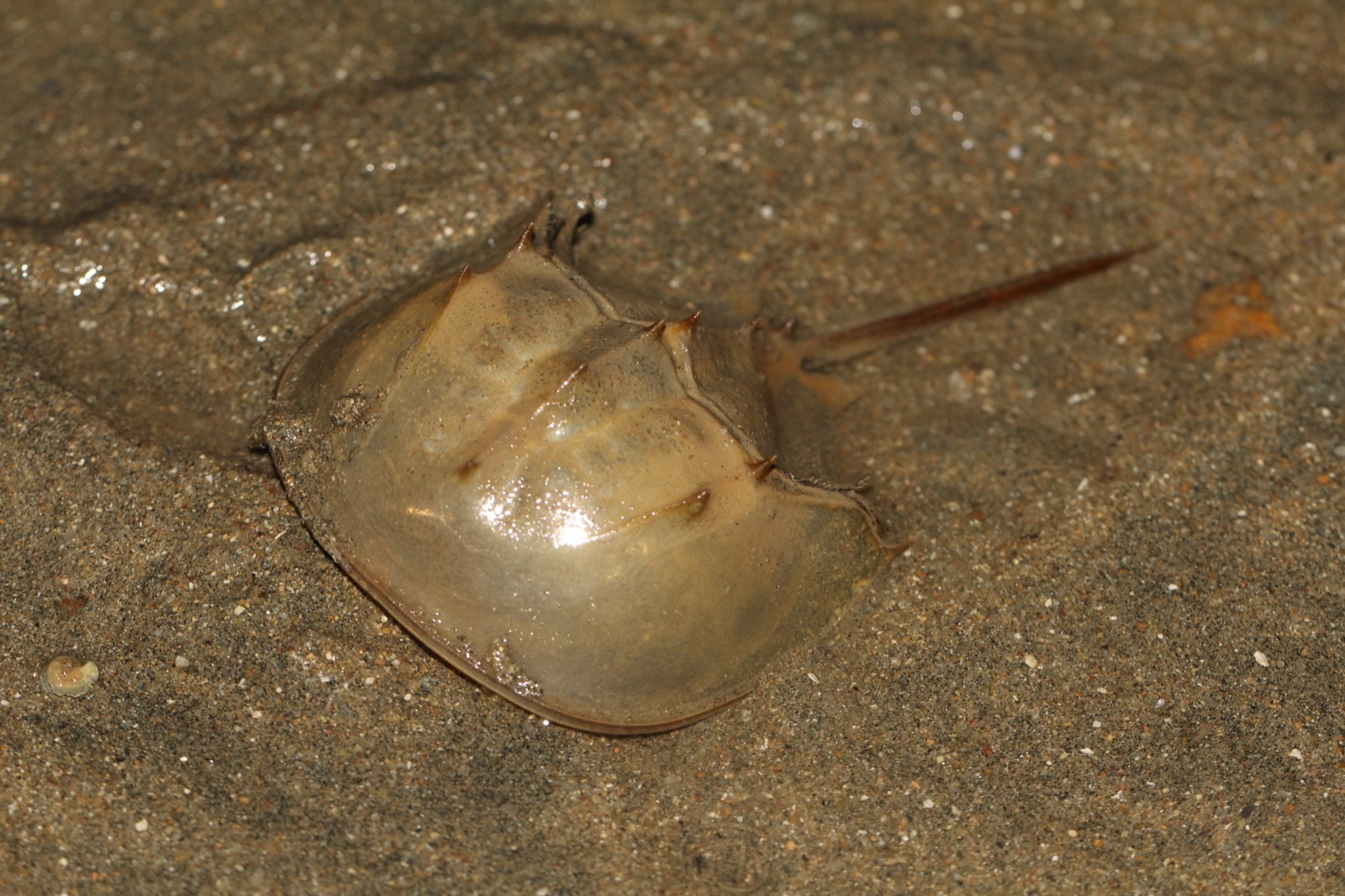 Tachypleus tridentatus (Leach, 1819)