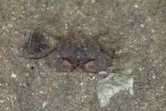 Hemigrapsus penicillatus