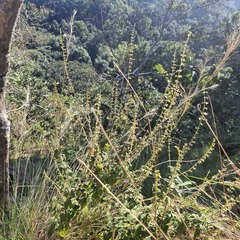 Endostemon obtusifolius