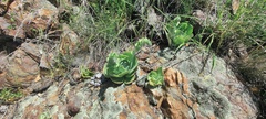 Dudleya arizonica