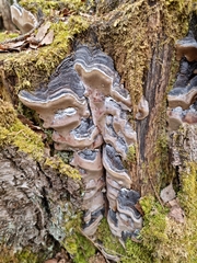 Phellinus lundellii