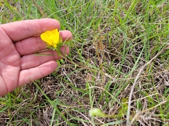 Oenothera berlandieri pinifolia
