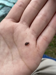 Encedonia mutica