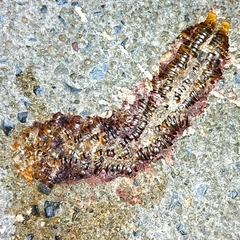 Thyropygus allevatus