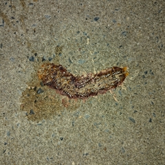 Thyropygus allevatus