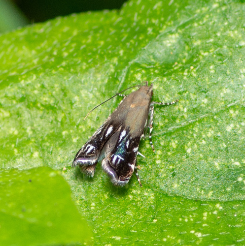 Silver-dashed anacampsis photo 2