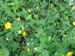 Ranunculus cassubicus