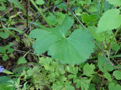 Ranunculus cassubicus