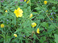 Ranunculus cassubicus