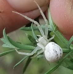 Misumenoides formosipes