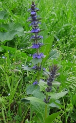 Ajuga genevensis