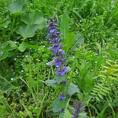 Ajuga genevensis