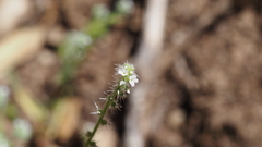 Cryptantha microstachys