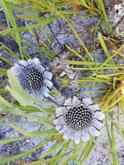 Protea angustata