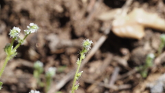 Cryptantha microstachys