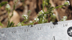 Cryptantha microstachys
