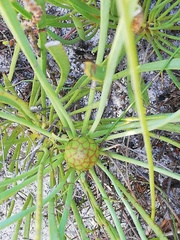 Protea angustata