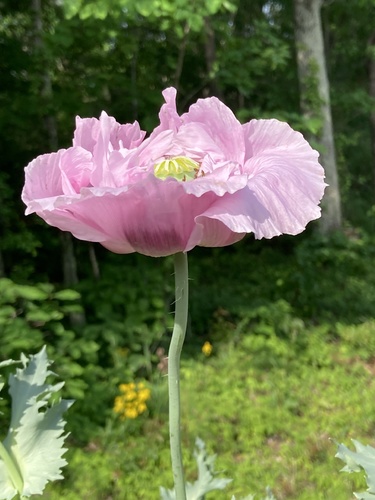 Papaver somniferum iNat (1)