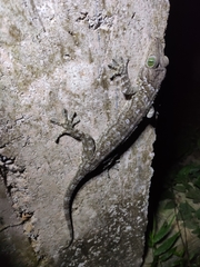 Gekko smithii