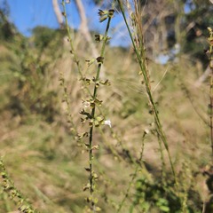 Endostemon obtusifolius