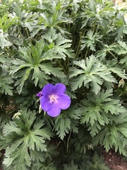 Geranium
